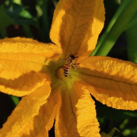 fiore con ape immagnie 6