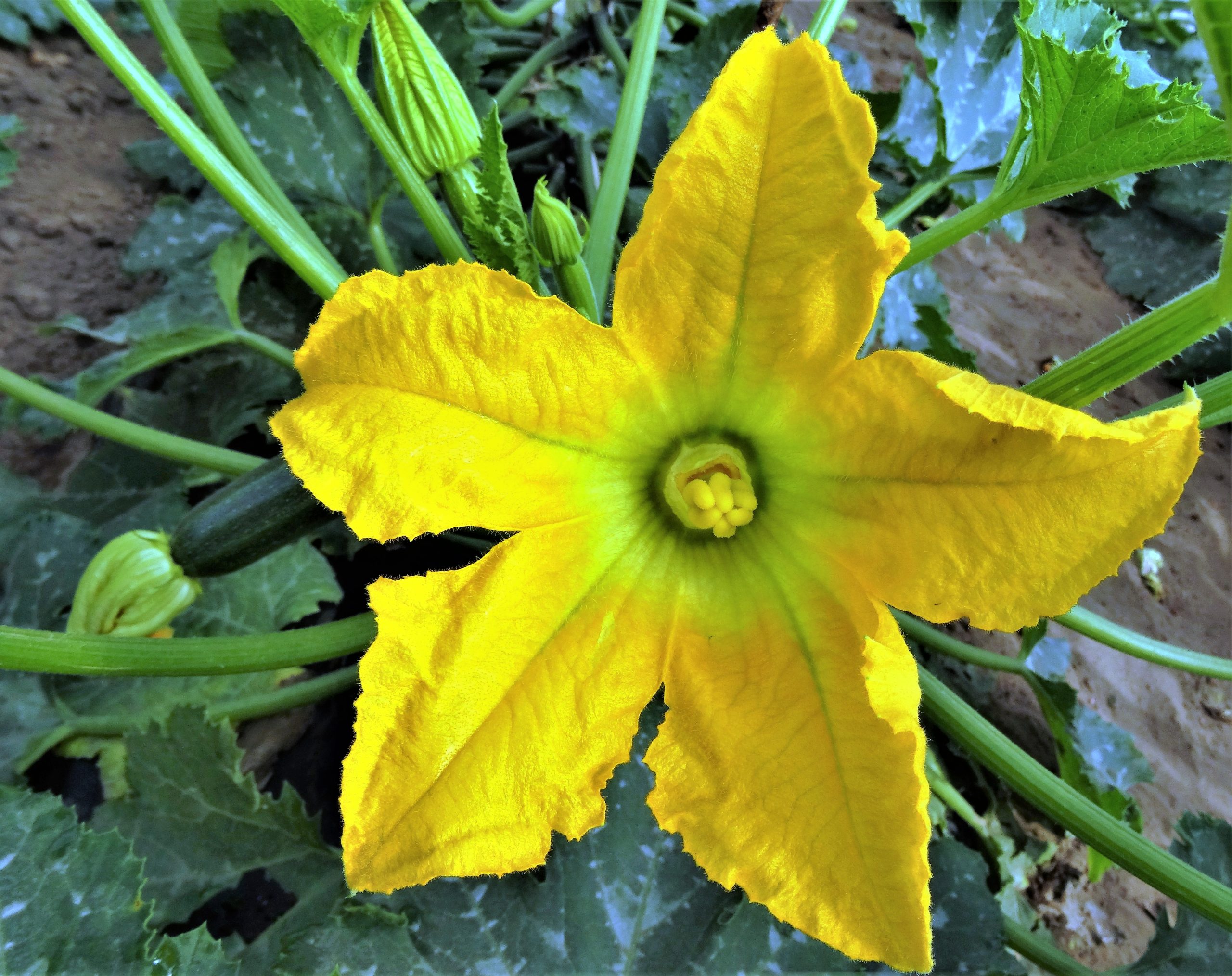 Fiori di zucchina