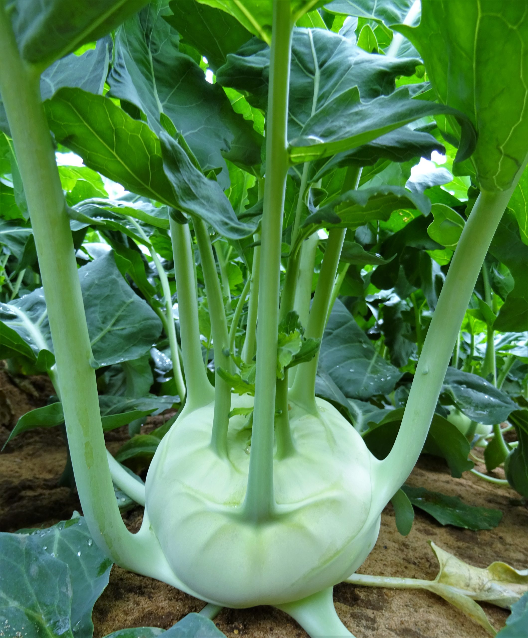 Cavolo rapa