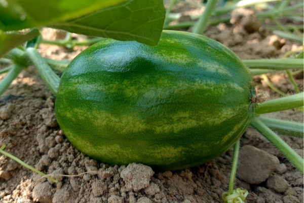 Allegagione anguria