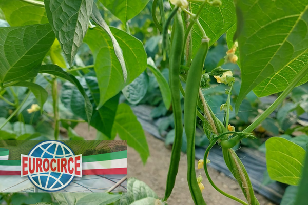 Fagiolino: benefici e usi in cucina