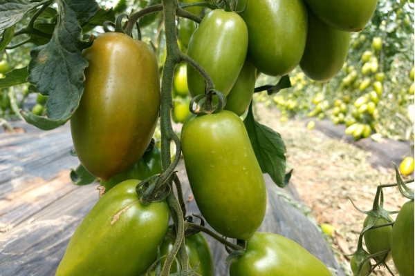 Pomodoro: benefici e usi in cucina