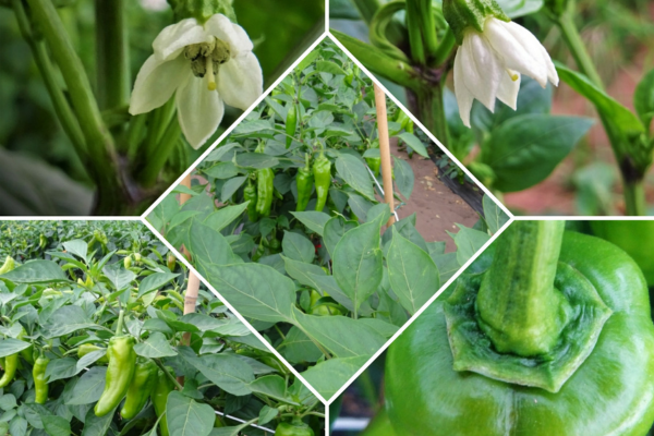 Peperone friggitello: caratteristiche e come cucinarlo