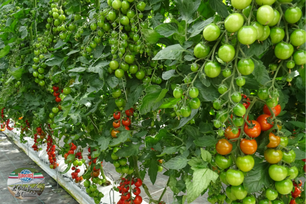 Pomodori a grappolo: benefici e uso in cucina