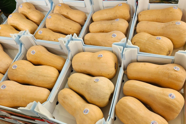 Trapianto piantine di zucca