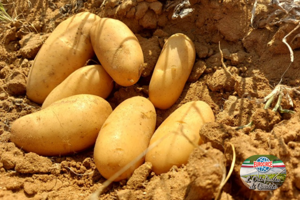 Patate novelle: caratteristiche e utilizzo in cucina