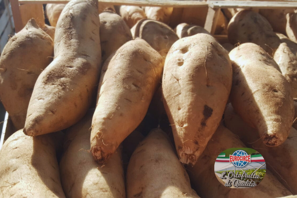 Patate americane: proprietà, benefici e uso in cucina