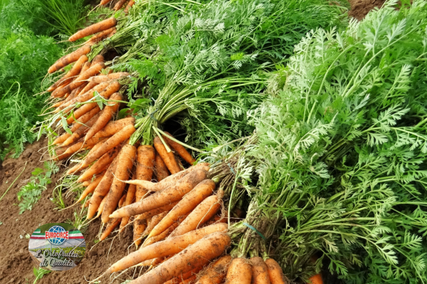 Raccolta carota: come funziona e quando iniziare