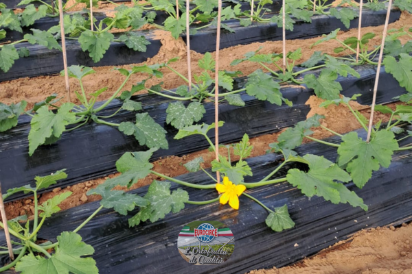 Trapianto di zucchine: come farlo al meglio